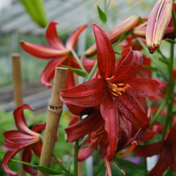 A single red tiger lily flower growing on a bamboo stick with others behind it.