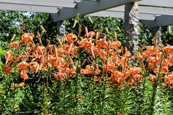 Orange and yellow tiger lilies growing in batches on stems.