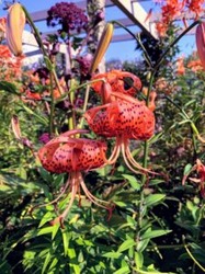 Red and orange tiger lilies growing in batches on stems.