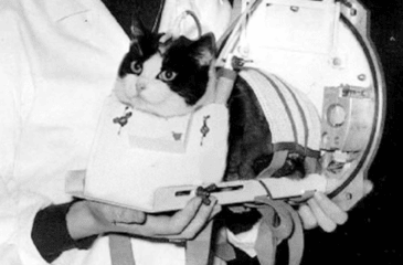 Felicette the first Cat in Space