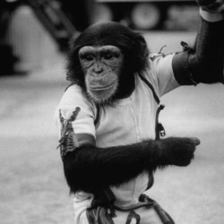 Space chimp Ham holding his companion's hand.