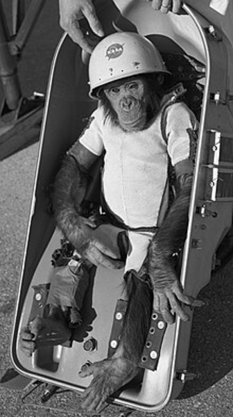 Ham the chimp ready for the Mercury-Redstone 2 mission