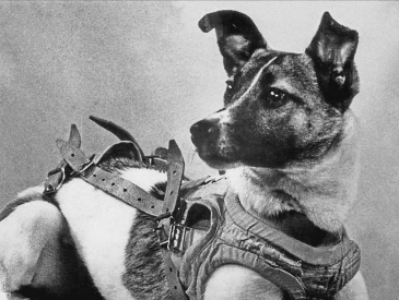 Laika the first Dog in Space
