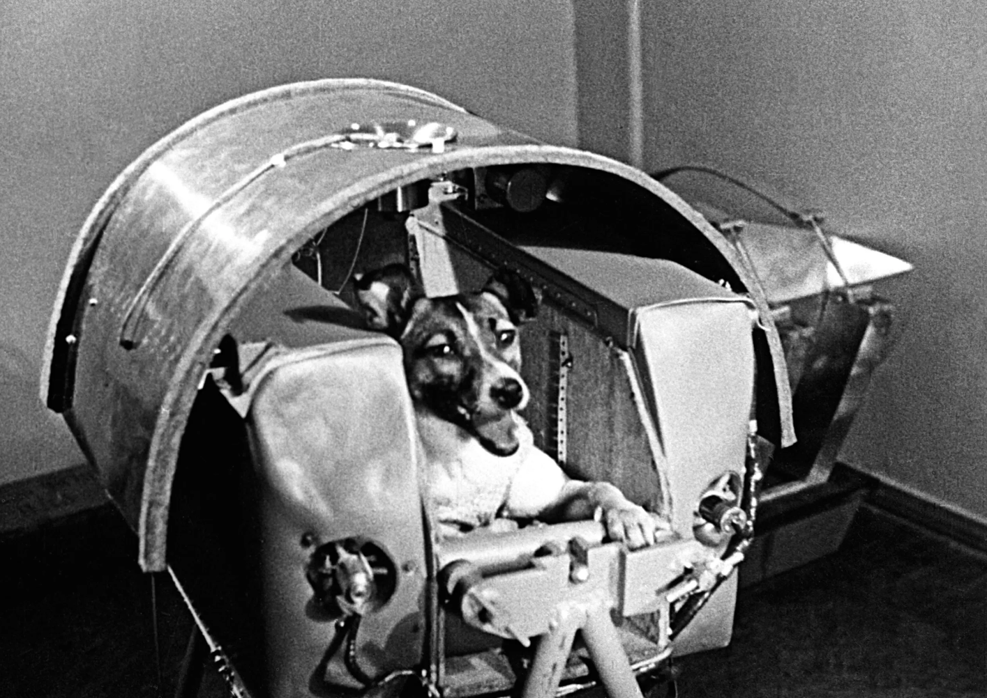 Laika the dog sitting in the Sputnik-2 spacecraft