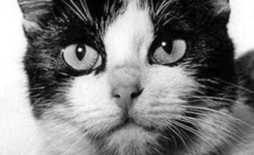 Félicette space cat