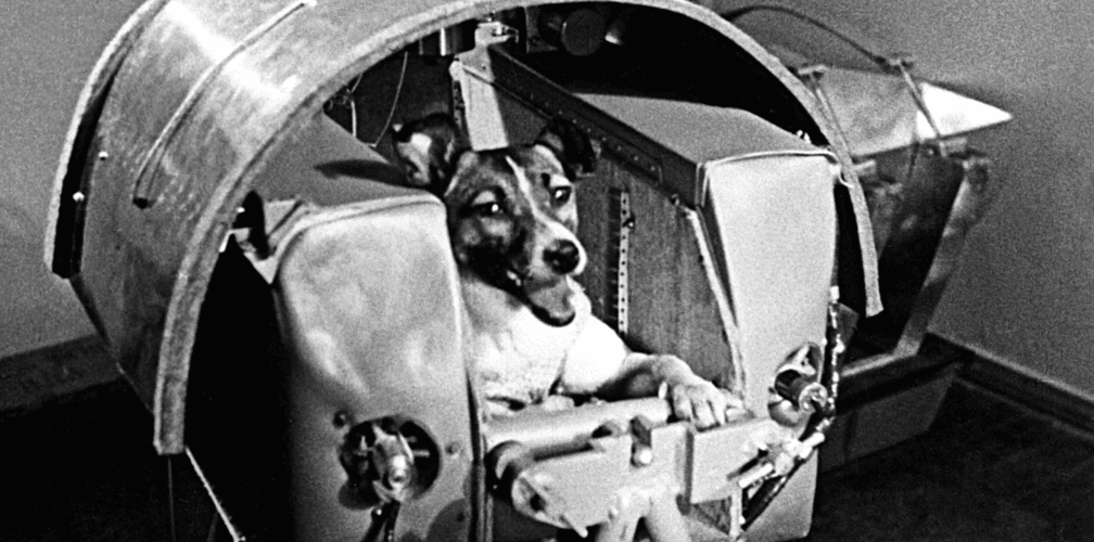 Laika space dog