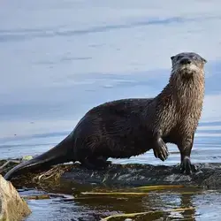 Otter caught off guard in shallow water