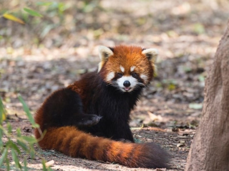 A photogenic red panda enjoying time in the sun