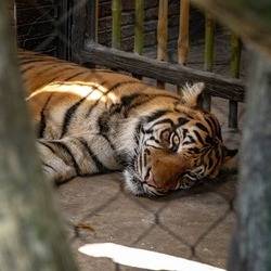Tiger laying in the sun