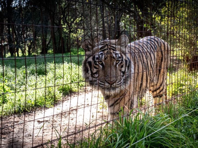 A tiger lurking behind a fence